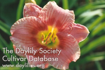 Daylily Siloam Prissy